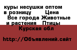 куры несушки.оптом 160 в розницу 200 › Цена ­ 200 - Все города Животные и растения » Птицы   . Курская обл.